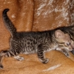 Savannah, F-7SBT, Male, BST, DOB 7-13-20