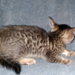 Savannah, F-7SBT, Male, BST, DOB 7-13-20