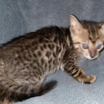 Savannah, F-7SBT, Male, BST, DOB 7-13-20