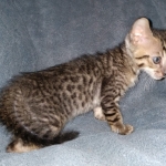 Savannah, F-7SBT, Male, BST, DOB 7-13-20