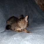 Savannah, F-7SBT, Male, BST, DOB 7-13-20