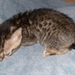 Savannah, F-7SBT, Male, BST, DOB 7-13-20