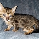 Savannah, F-7SBT, Male, BST, DOB 7-13-20