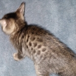 Savannah, F-7SBT, Male, BST, DOB 7-13-20