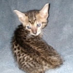 Savannah, F-7SBT, Male, BST, DOB 7-13-20