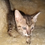 Savannah, F-7SBT, Male, BST, DOB 7-13-20