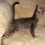 Savannah, F-7SBT, Male, BST, DOB 7-13-20