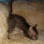 Gurgi Binx, Savannah, F-7SBT, Male, BST, DOB 7-13-20