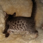 Savannah, F-7SBT, Male, BST, DOB 7-13-20