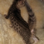 Gurgi Binx, Savannah, F-7SBT, Male, BST, DOB 7-13-20 7-13-20