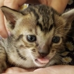 Savannah, F-7SBT, Male, BST, DOB 7-13-20