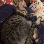 Gurgi Binx, Savannah, F-7SBT, Male, BST, DOB 7-13-20 7-13-20