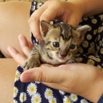 Savannah, F-7SBT, Male, BST, DOB 7-13-20