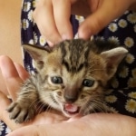 Savannah, F-7SBT, Male, BST, DOB 7-13-20