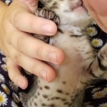 Savannah, F-7SBT, Male, BST, DOB 7-13-20