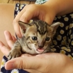 Savannah, F-7SBT, Male, BST, DOB 7-13-20