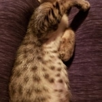 Gurgi Binx, Savannah, F-7SBT, Male, BST, DOB 7-13-20 7-13-20