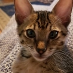 Gurgi Binx, Savannah, F-7SBT, Male, BST, DOB 7-13-20 7-13-20