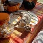 Gurgi Binx, Savannah, F-7SBT, Male, BST, DOB 7-13-20 7-13-20