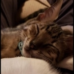 Gurgi Binx, Savannah, F-7SBT, Male, BST, DOB 7-13-20 7-13-20