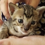 Savannah, F-7SBT, Male, BST, DOB 7-13-20