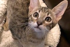 Savannah, F-7SBT Male #3 Warm BST DOB 8-16-18