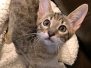 Savannah, F-7SBT Male #3 Warm BST DOB 8-16-18
