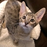 Savannah, F-7SBT, Male, DOB 8-16-18