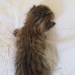 Savannah, F-7SBT, Male, DOB 8-16-18