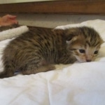 Savannah, F-7SBT, Male, DOB 8-16-18