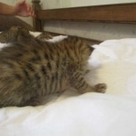 Savannah, F-7SBT, Male, DOB 8-16-18