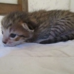 Savannah, F-7SBT, Male, DOB 8-16-18