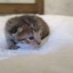 Savannah, F-7SBT, Male, DOB 8-16-18