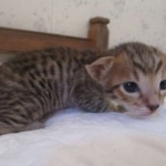 Savannah, F-7SBT, Male, DOB 8-16-18