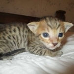 Savannah, F-7SBT, Male, DOB 8-16-18