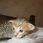 Savannah, F-7SBT, Male, DOB 8-16-18