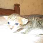 Savannah, F-7SBT, Male, DOB 8-16-18