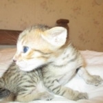 Savannah, F-7SBT, Male, DOB 8-16-18