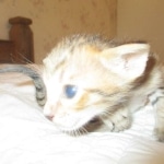 Savannah, F-7SBT, Male, DOB 8-16-18