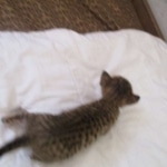 Savannah, F-7SBT, Male, DOB 8-16-18