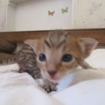 Savannah, F-7SBT, Male, DOB 8-16-18