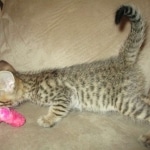 Savannah, F-7SBT, Male, DOB 8-16-18