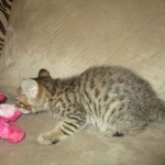 Savannah, F-7SBT, Male, DOB 8-16-18