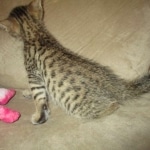 Savannah, F-7SBT, Male, DOB 8-16-18