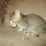 Savannah, F-7SBT, Male, DOB 8-16-18