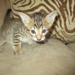 Savannah, F-7SBT, Male, DOB 8-16-18