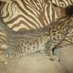 Savannah, F-7SBT, Male, DOB 8-16-18