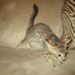 Savannah, F-7SBT, Male, DOB 8-16-18