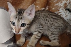 Savannah F-7SBT Male #4 DOB 8-29-21