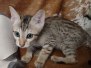 Savannah F-7SBT Male #4 DOB 8-29-21